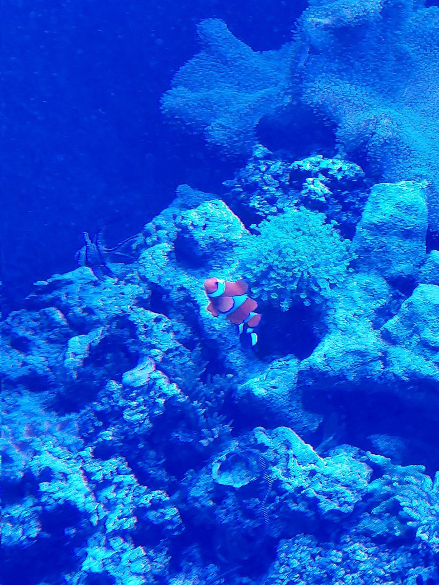 Dr Nemo 杉本 Martin tweet media