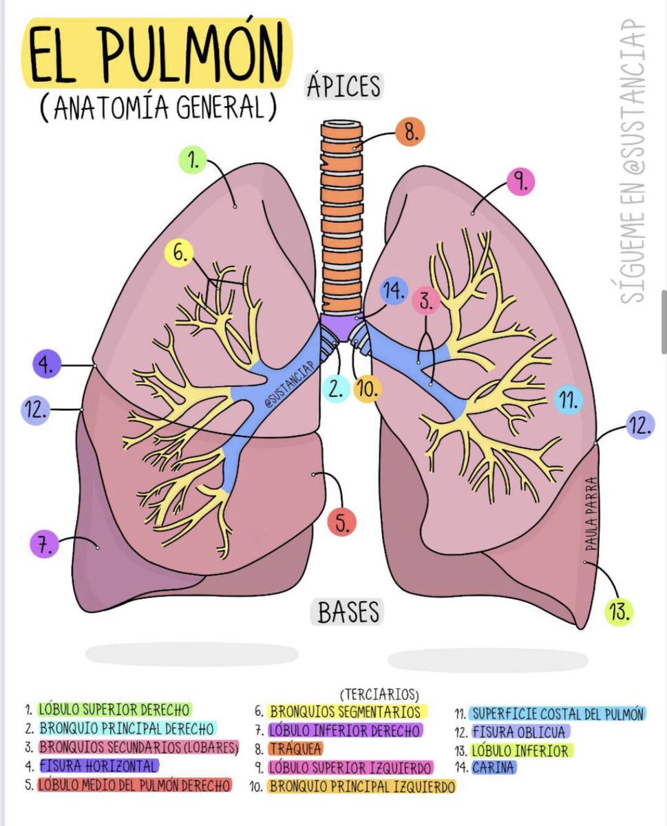 Los pulmones son nuestros órganos respiratorios. Están ubicados  lateralmente dentro de las cavidades pleurales del tórax. El árbol  bronquial conduce el aire hacia dentro y fuera de los pulmones. #pulmones  #neumologia #tcae #, image size:969x1200