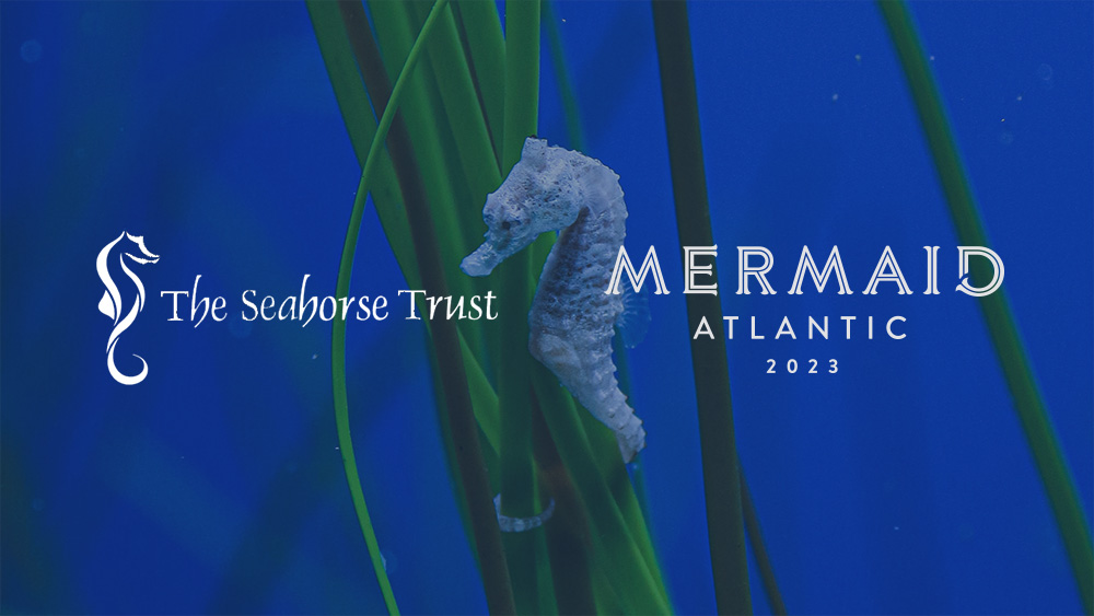 Mermaid Atlantic (@mermaidatl) on Twitter photo Our next cause is the <a href="/seahorsetrust/">The Seahorse Trust</a>. Dedicated to the protection of native seahorses, the trust is fundraising to install and maintain eco-moorings. If you can give anything to support them, then please head here: bit.ly/3fZqgYL# charity #seahorse #marineconservation Our next cause is the <a href="/seahorsetrust/">The Seahorse Trust</a>. Dedicated to the protection of native seahorses, the trust is fundraising to install and maintain eco-moorings. If you can give anything to support them, then please head here: bit.ly/3fZqgYL# charity #seahorse #marineconservation