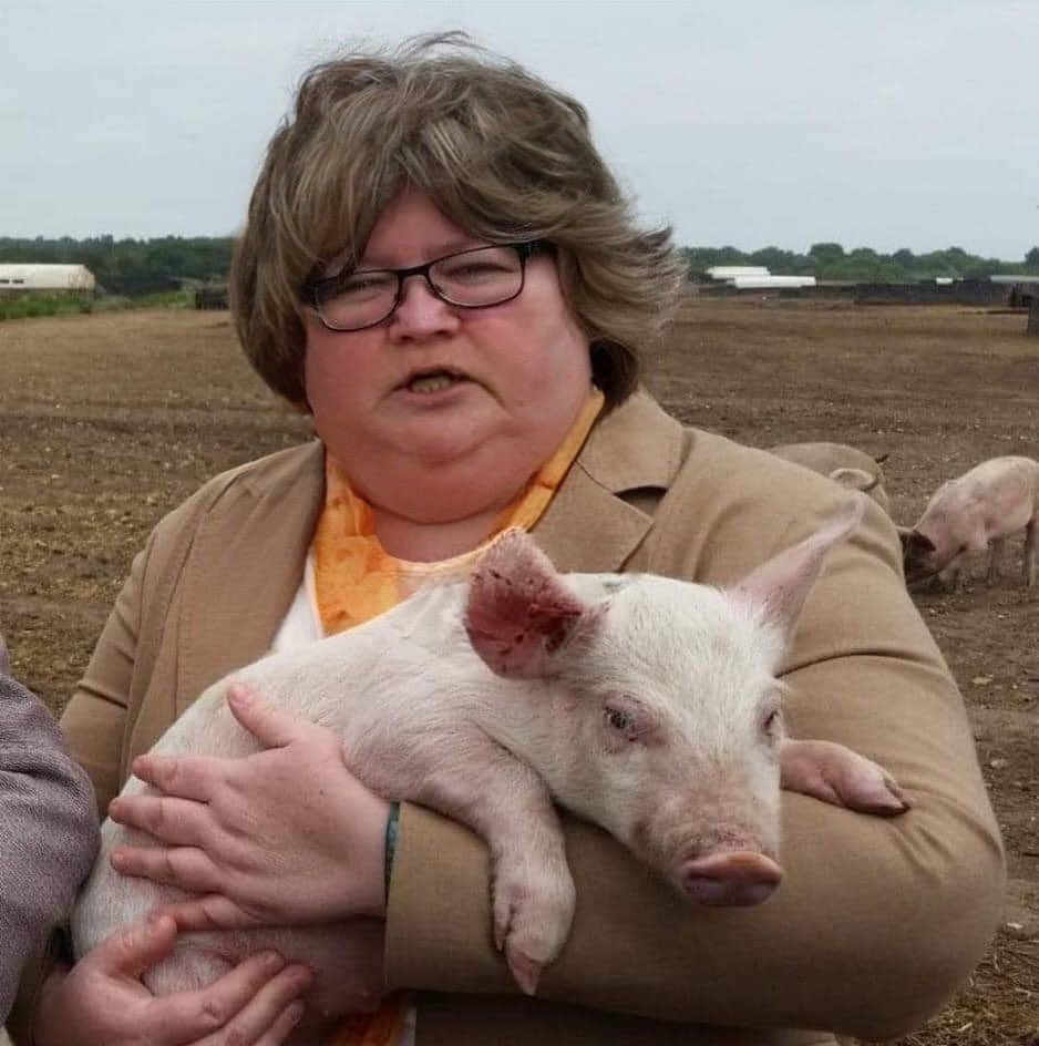 Реальная свинья. Министр здравоохранения Великобритании Элизабет Келли. Свиньи. Много свиней.