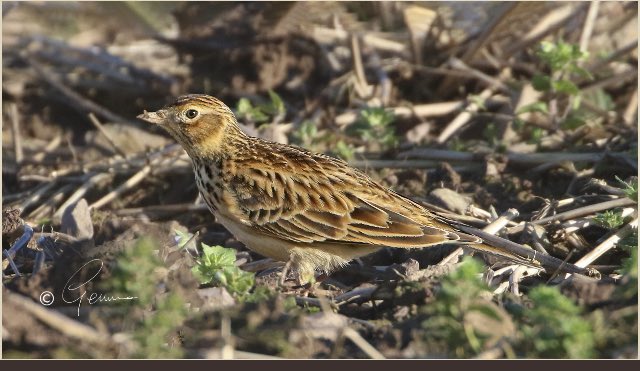 Looks like most of the ploughs in east Cork were out the past week. Balancing the needs of food production and nature isn’t easy as I’ve seen groups of Skylark flying around looking for a new winter home. Good to see the <a href="/farmersjournal/">Irish Farmers Journal</a> recently call for more research ….