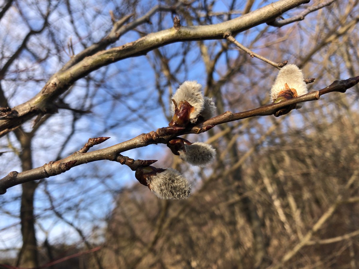 EvaGlattau's tweet photo. Die #Salweide eröffnet den #Vorfrühling. #Phänologie #Waldpädagogik #Waldbaden #Baumliebe #Kernzonen #BPWW #Mauerbach https://t.co/ZdDLX7Tq6M
