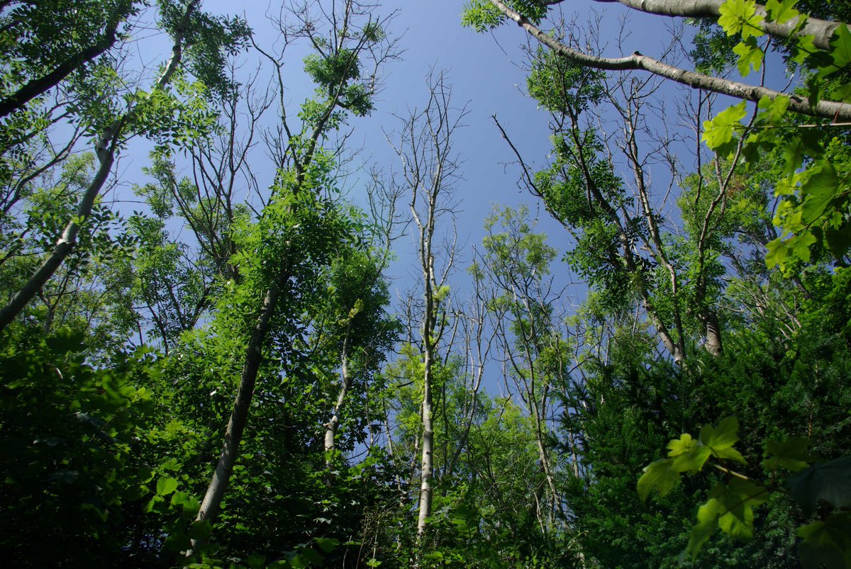 royal_forestry's tweet photo. A new Generic Contingency Plan for Plant Health in England, has been published. Developed by Defra with @APHAgovuk @ForestryComm @FeraScience @Forest_Research and the Devolved Administrations Find it here
https://t.co/fJH0AHyo9P #forestrypests #treepests #treediseases https://t.co/mVpF75NcGS