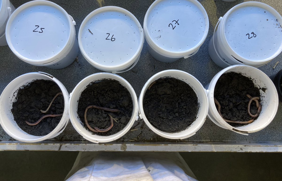 Jackie Stroud (@wormscience) on Twitter photo Setting up a nice little earthworm experiment <a href="/UniofNottingham/">Uni of Nottingham #WeAreUoN</a> today to better understand midden building behaviours Setting up a nice little earthworm experiment <a href="/UniofNottingham/">Uni of Nottingham #WeAreUoN</a> today to better understand midden building behaviours
