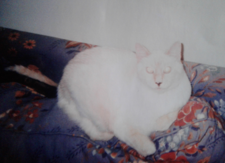LendYourVoice2's tweet photo. Sweet Dew He often comes to me in my #Dreams #VisitingFromTheOtherSide 15 💔🌈 #RIPDew His feet where so big! He was a #Love https://t.co/coty0IKRtO