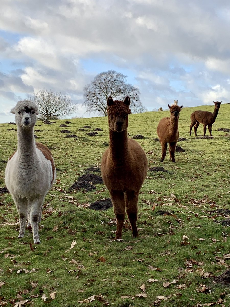 Adam Blease tweet media