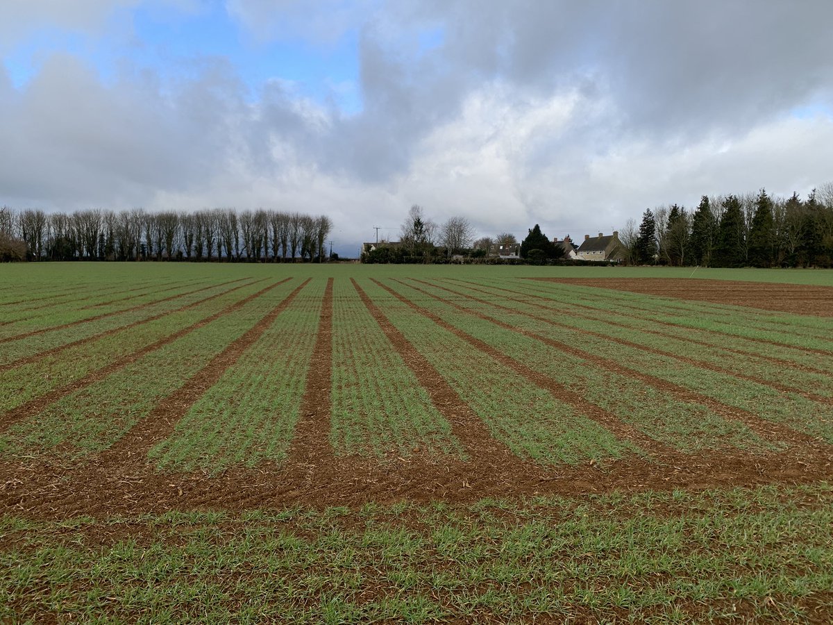 westerncropkid's tweet photo. Lovely afternoon to be out and about at the Banbury trial site, wheat, barley, oats, linseed and beans have established well, plenty of yellow rust in a number of varieties to! @SyngentaCropsUK https://t.co/XeMCGW4gTr