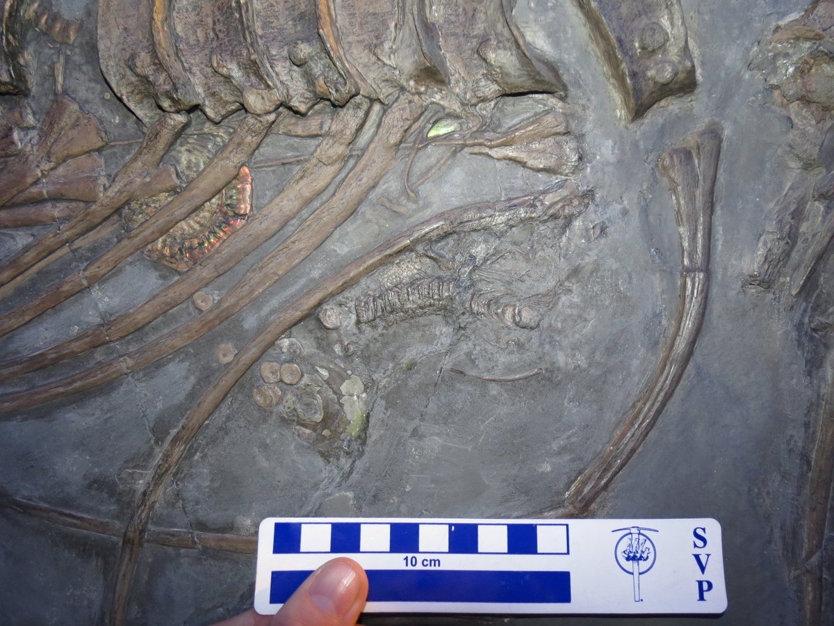 Dean_R_Lomax's tweet photo. Returned to my PhD thesis today to look at Ichthyosaurus, including this pregnant example I studied with @dinosven. See the tiny spine &amp; fin of the embryo?

Made me smile reading the acknowledgements again, as Mary Anning is in the list of people who had helped me along the way. https://t.co/3dEncl0d7J
