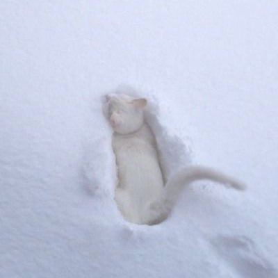 cuteanimalspict's tweet photo. the art                                         the artist https://t.co/d4BRZ7xzRY