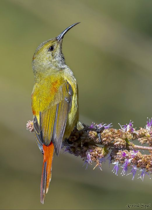 Fire-tailed Sunbird. <3 https://t.co/xkq3juLrNG