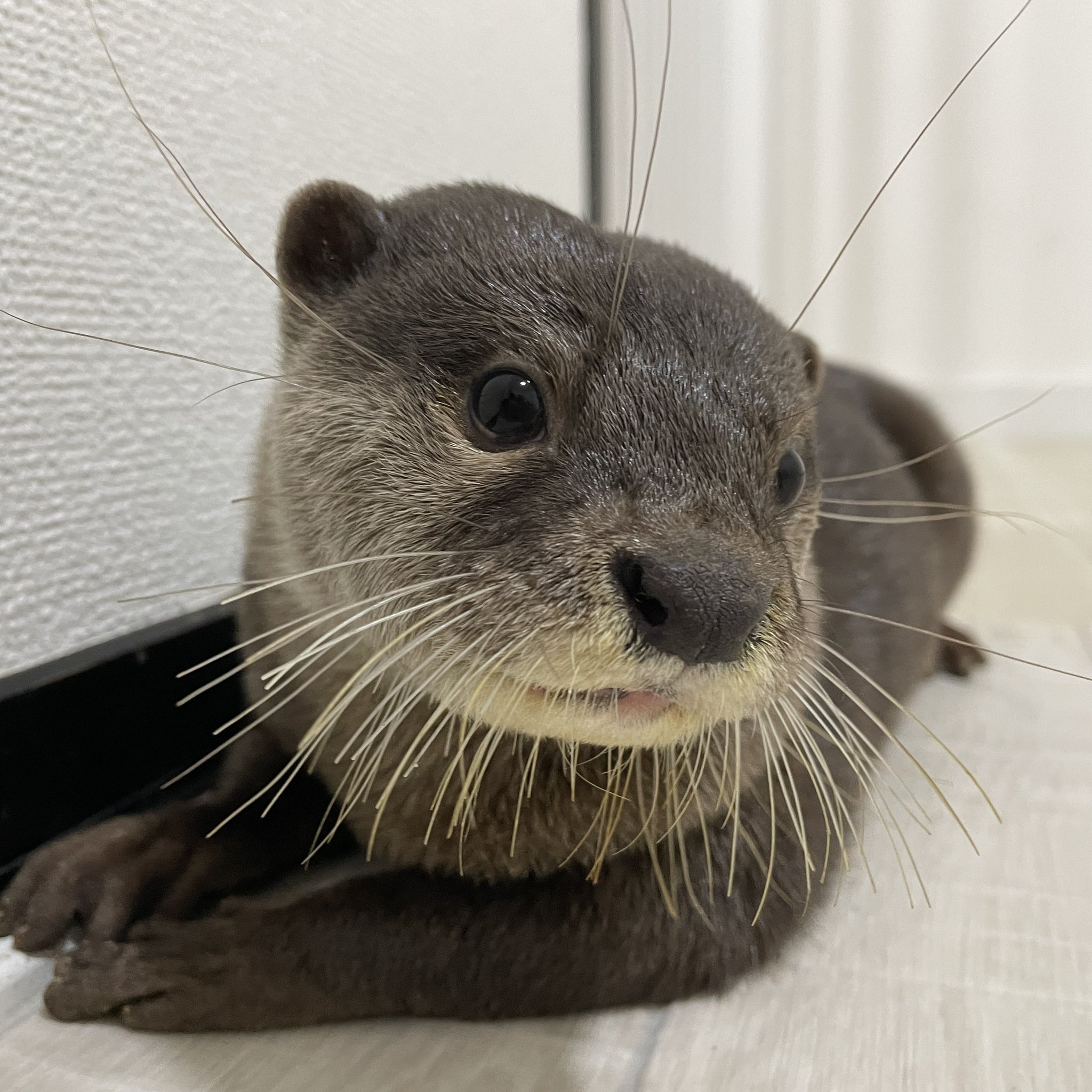 カワウソうなぎ Otter Unagi Twitter