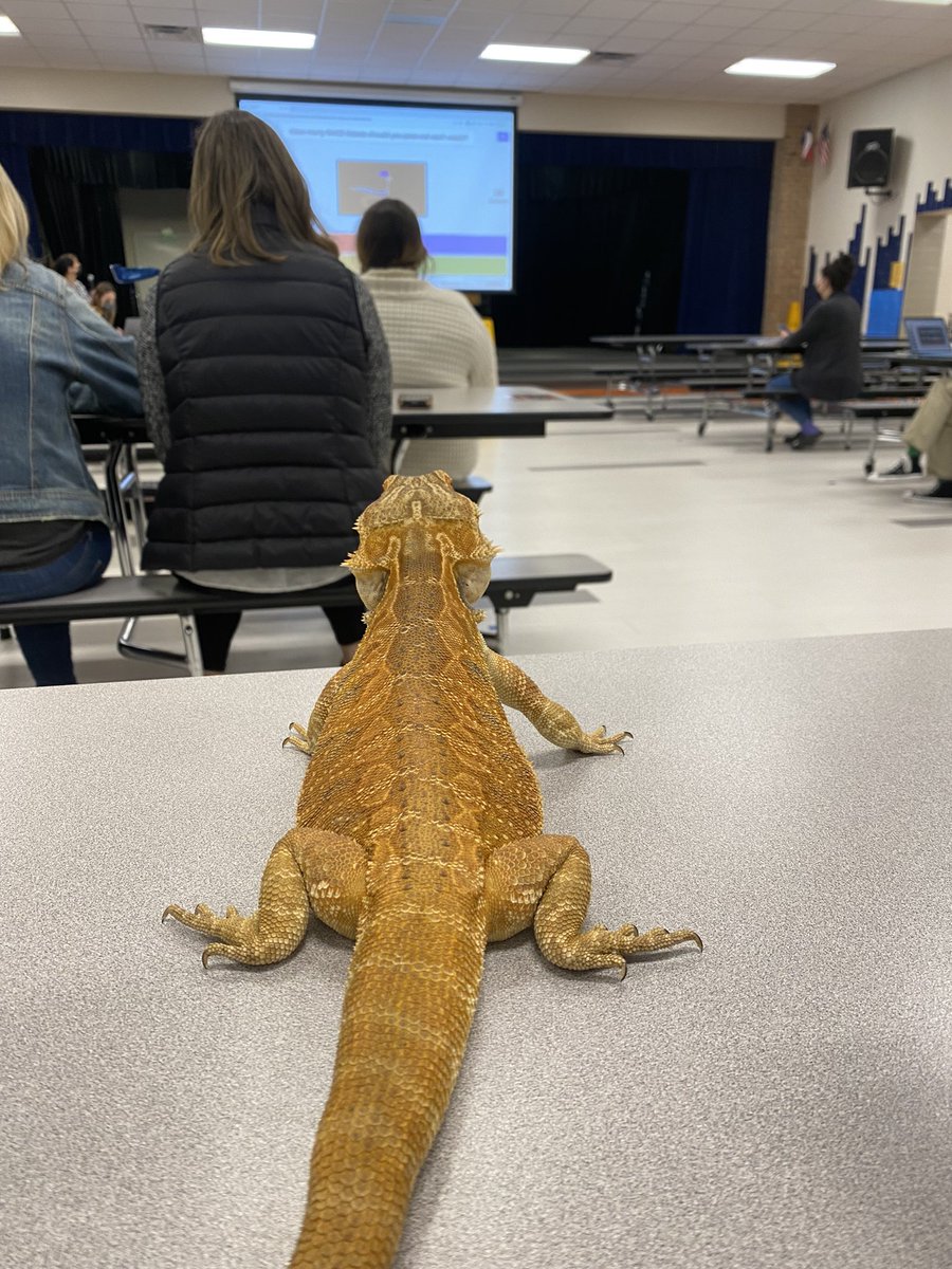 MrsMolinaRISD's tweet photo. Staff meetings are better with animal friends 🦎 @yaleroadrunners #RISDpoweroflove https://t.co/2APLJV2ucE