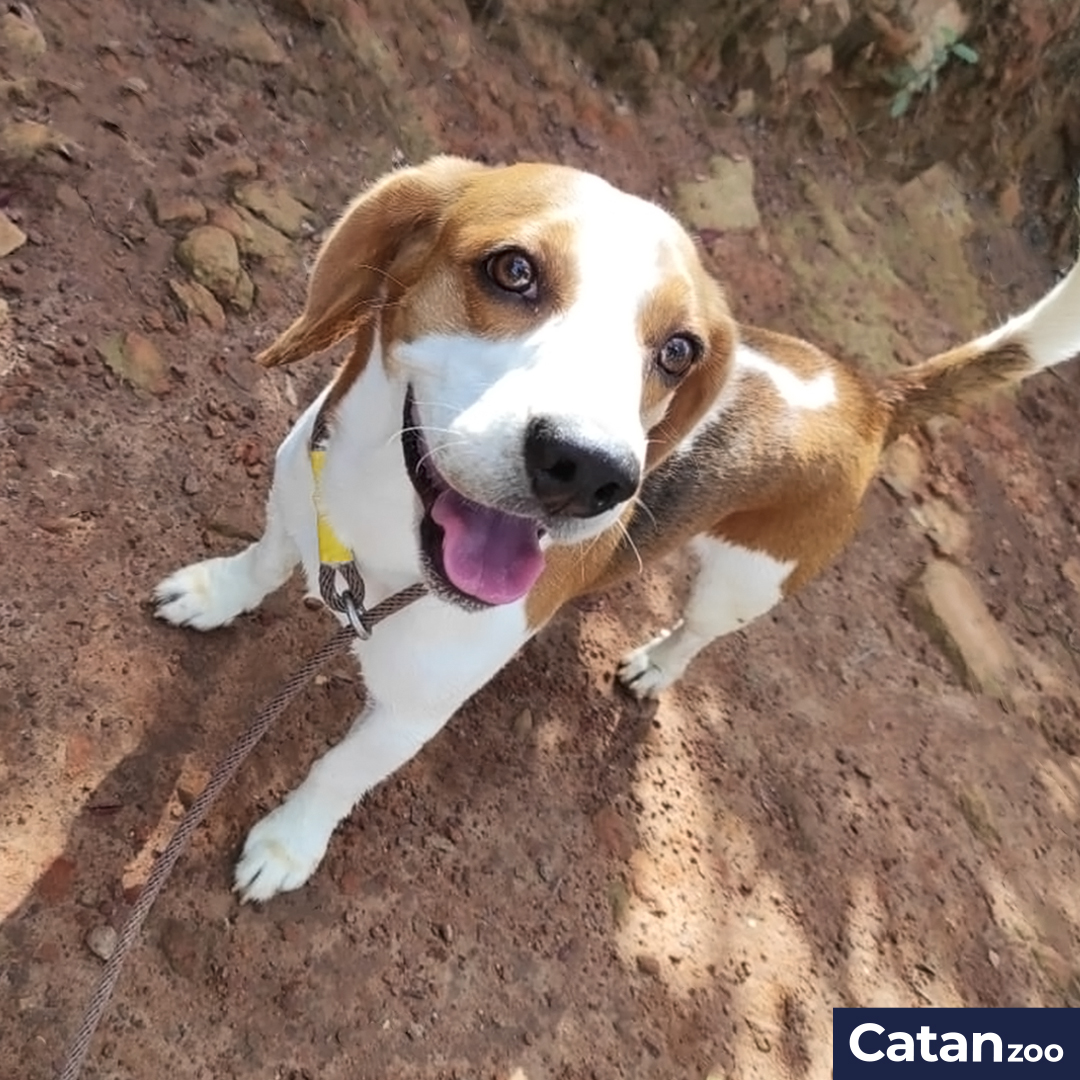 catanzoo's tweet photo. ¡ Feliz Viernes !

Si debes salir de viaje o deseas tomar unas vacaciones, cuenta con nosotros para el cuidado de tu peludo, recibirás fotos diarias de sus actividades.

Contáctanos.
3182185163 

Hacemos lo que mejor sabemos, cuidar de tu mascota.

#catanzoo #mascota #Bucaramanga https://t.co/G8NLTcEGcn
