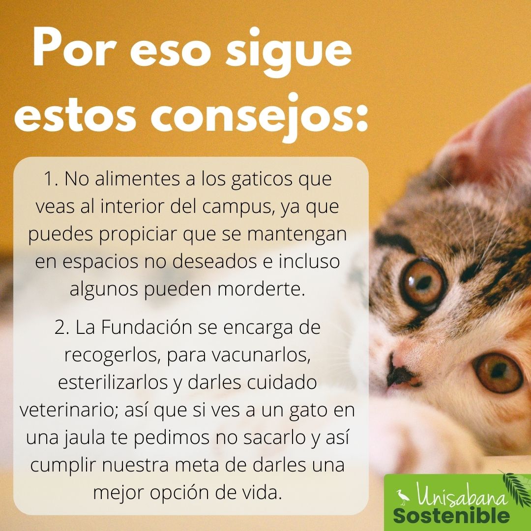 BienestarSabana's tweet photo. En estos días has visto muchos gatos en campus🐱 y como sabemos que eres #CatLover aquí te contamos nuestro compromiso con ellos. ¡Súmate y juntos hagamos #UnisabanaSostenible! https://t.co/S0uAyX9ecq