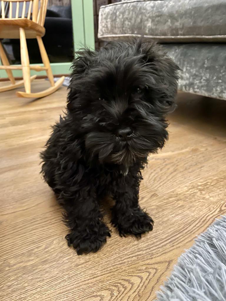 Even I have to admit I’m looking good. #DogsofTwittter #SchnauzerGang