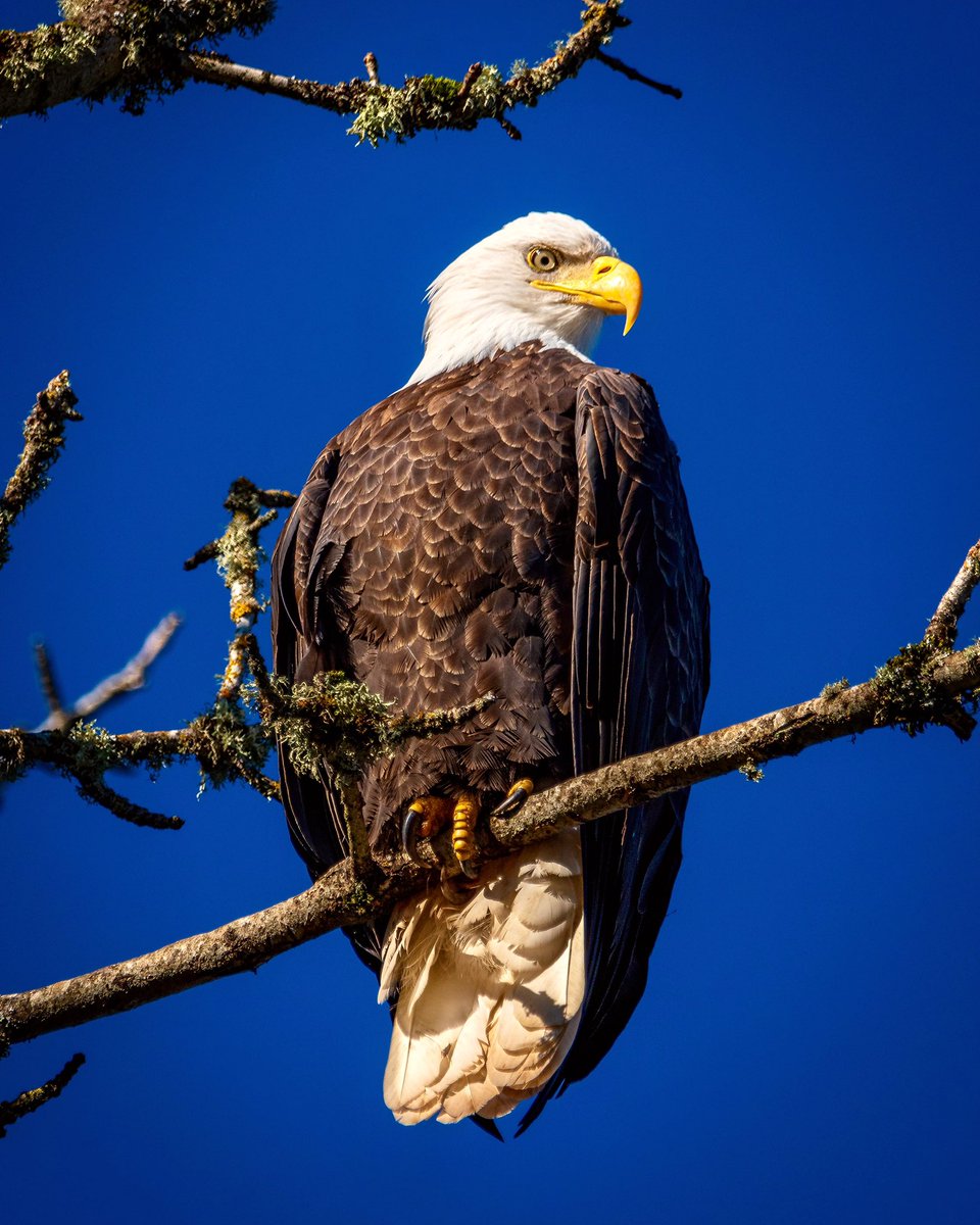 Look up! #baldeagle #jacksonbottomwetlands <a href="/Hillsboroparks/">Hillsboro Parks&Rec</a>