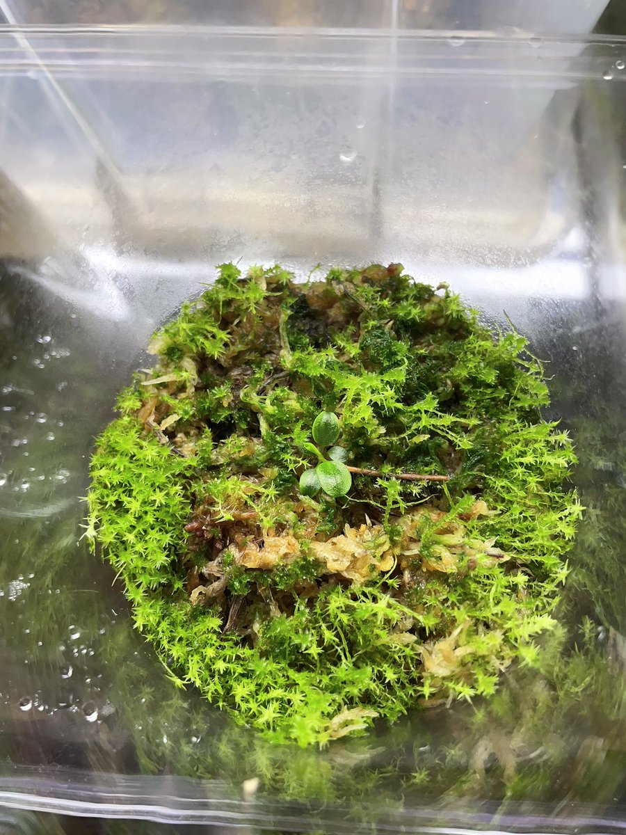 ituki213's tweet photo. 何故か急に苔まみれ https://t.co/O0TIkF6XYY