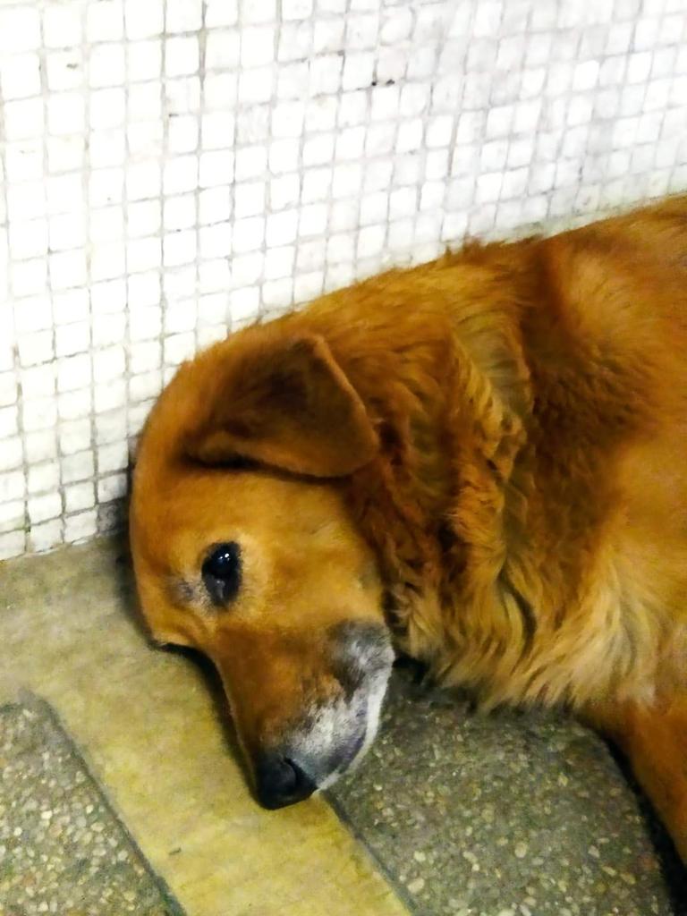 PerroUsuario's tweet image. Reporta @volknsoni: #CasosDeTerceros Esta perrita se encuentra desde el dia martes en Cantv de la Av Libertador, es grande y se encuentra en muy buenas condiciones esta cuidada y gordita pero muy triste.  Espero que su familia la este buscando!