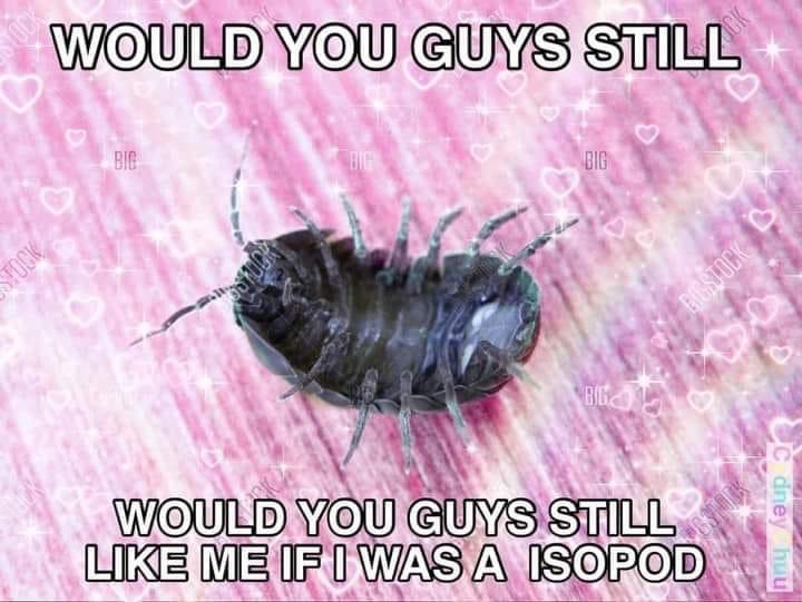 Do you still do this. Would you guys still like me. Isopods Мем. Would you guys still like me if i. Would you guys still like me if i became emo.