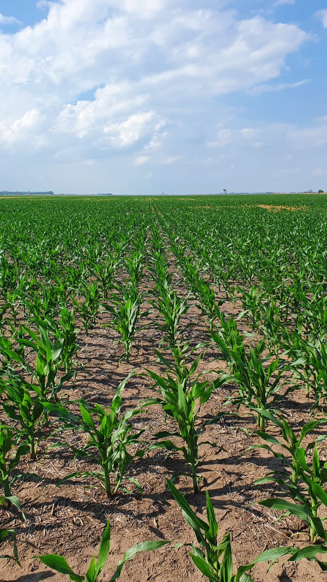 Mariano Martinez tweet media