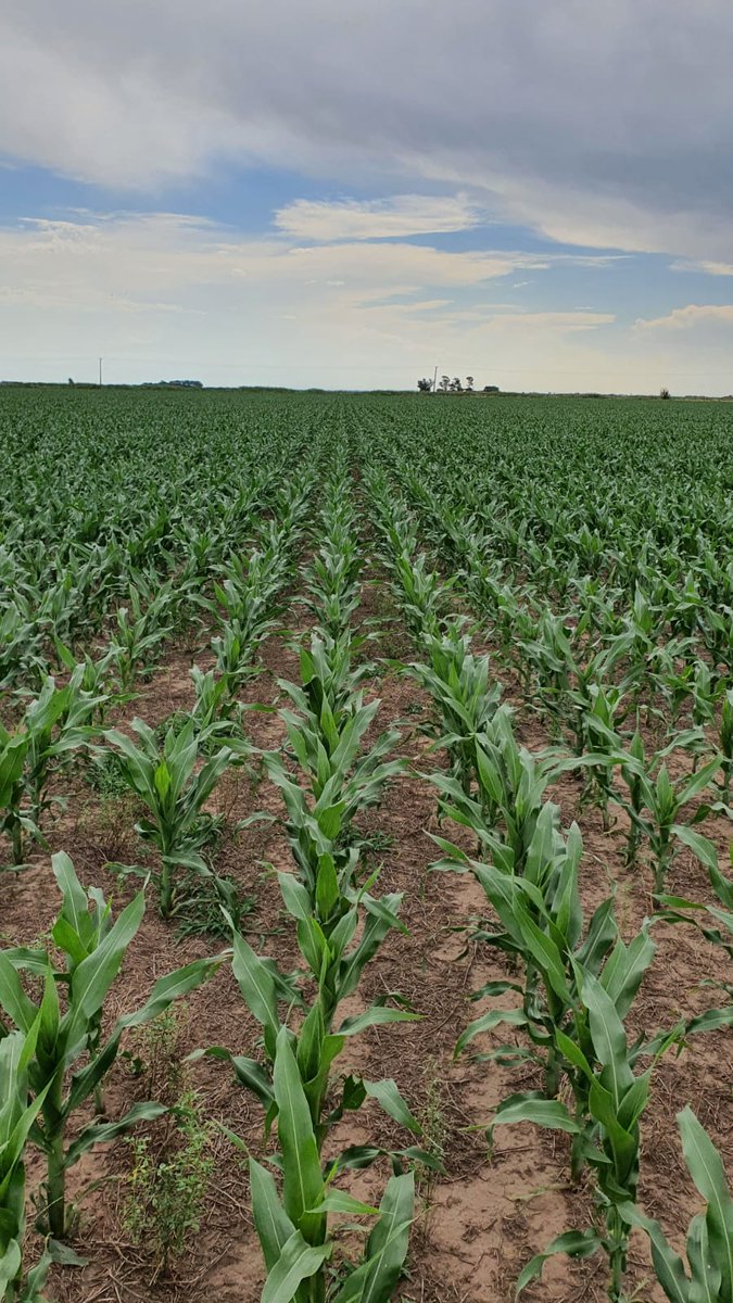 Mariano Martinez tweet media