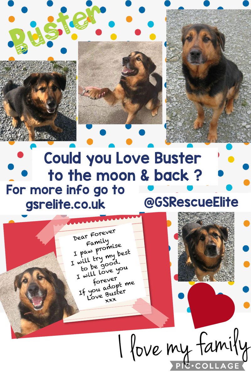 MillieOTLFP's tweet photo. Buster needs a home🏡he has been in rescue for sometime now☹he deserves a forever home 🏠
Can we help find one? Pawz crossed 4 a happy ever after🙏Have you got room in your heart&amp;home fur him? #forgottensoulshour @gsrescueelite https://t.co/icIhu251X8 #rehomehour #k9hour https://t.co/VZ8INfk6za