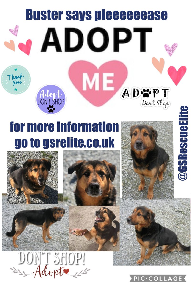 MillieOTLFP's tweet photo. Buster needs a home🏡he has been in rescue for sometime now☹he deserves a forever home 🏠
Can we help find one? Pawz crossed 4 a happy ever after🙏Have you got room in your heart&amp;home fur him? #forgottensoulshour @gsrescueelite https://t.co/icIhu251X8 #rehomehour #k9hour https://t.co/VZ8INfk6za