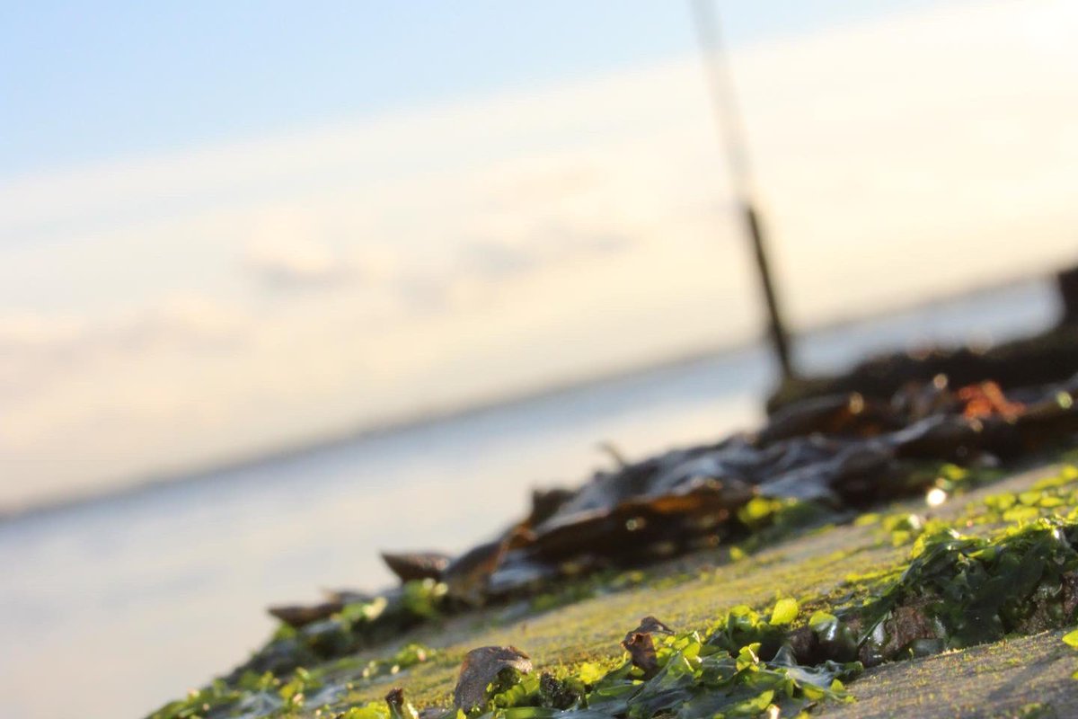 dans_lost_again (@mydogatemydan) on Twitter photo 