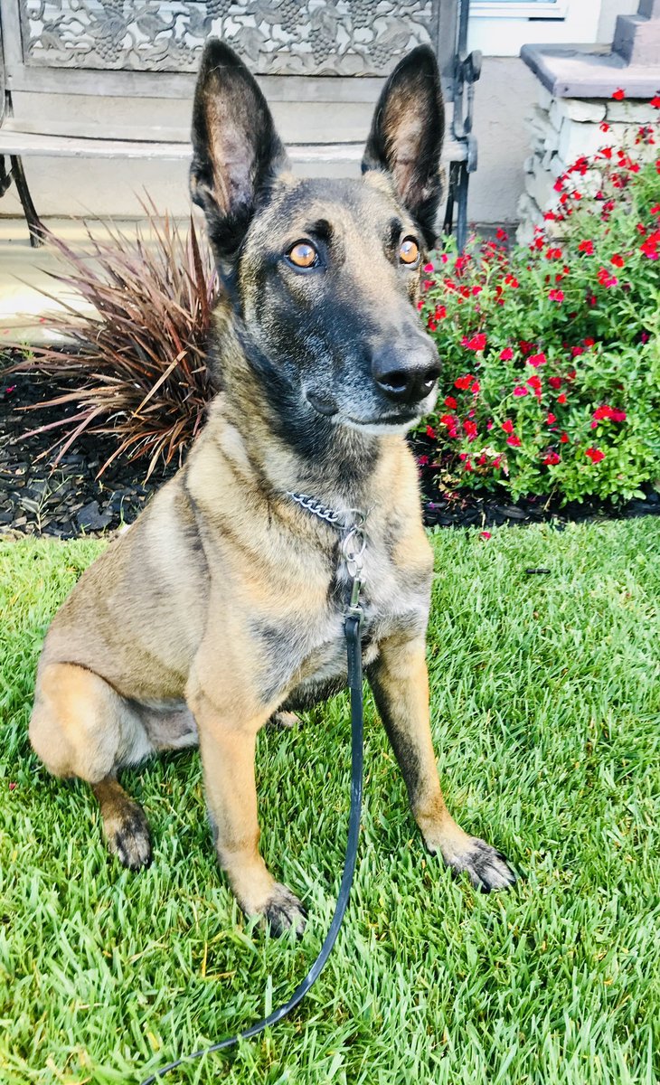 Meet your GND NARCO #K9 Luc!  He alerted us to the presence of drugs in a vehicle.  A very elaborate hidden compartment was discovered.  X-Ray vision on top of that nose!  Good Boy Luc! 1 Kilo of cocaine  and $64k seized! #LAPD 🚓 🐕