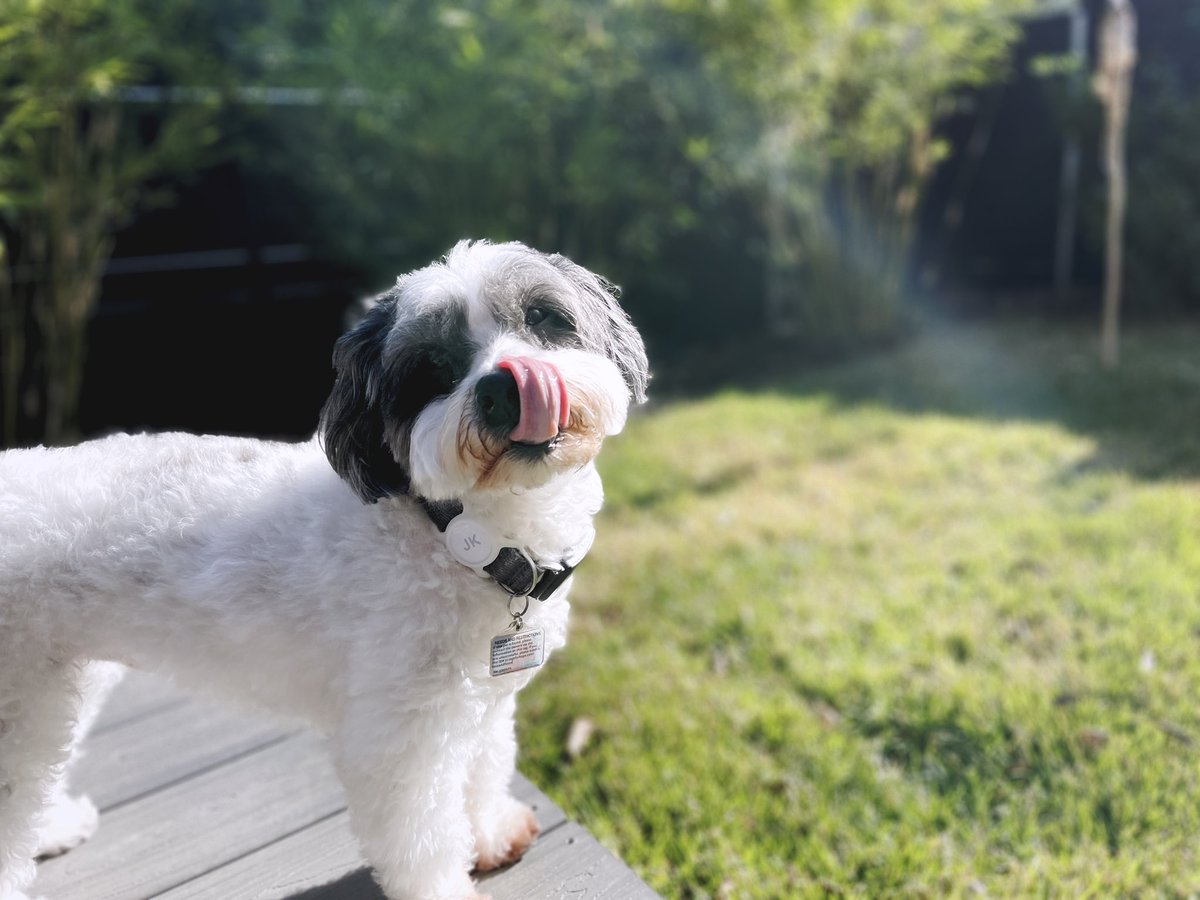 Jared Kim  tweet media