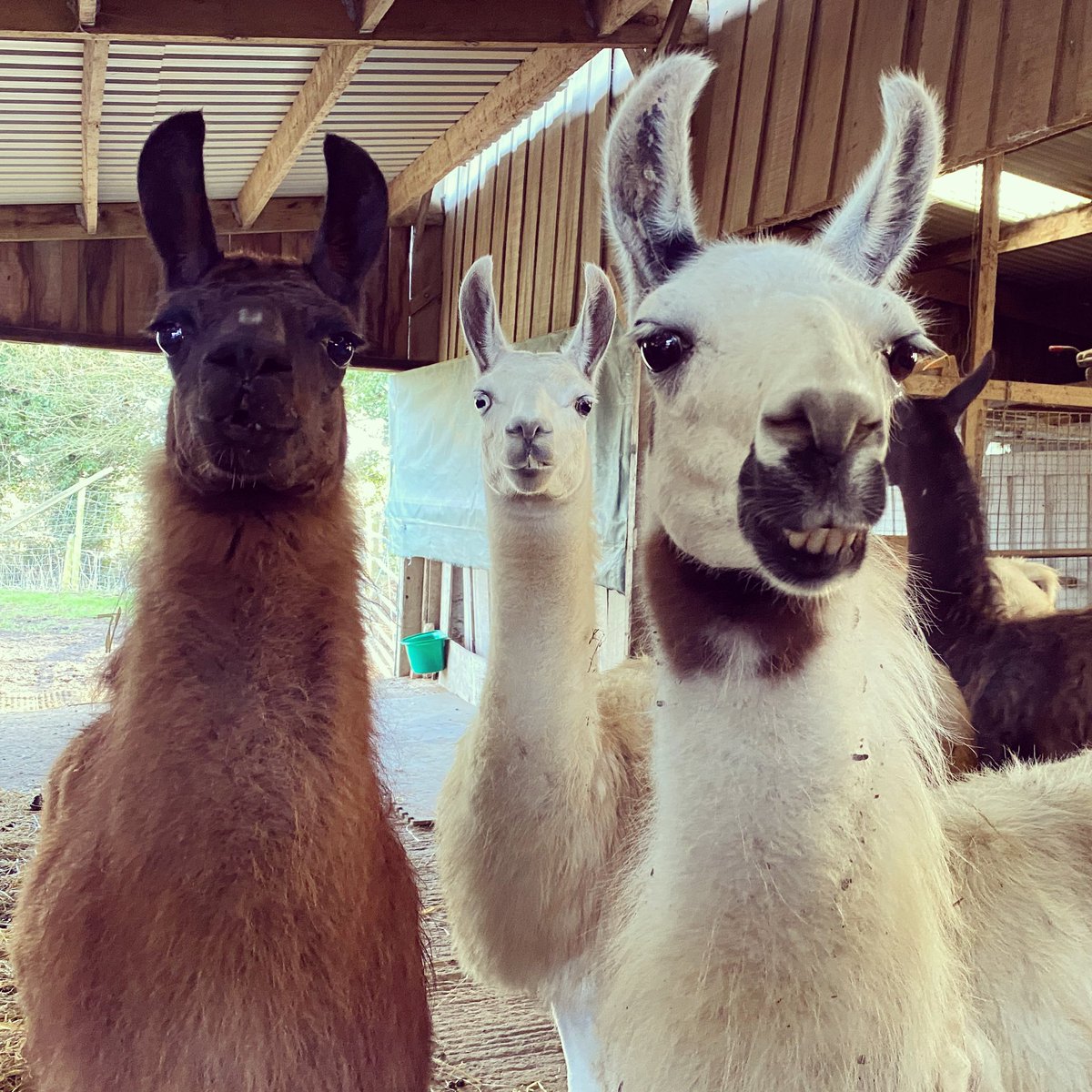 Mammas to be Pecan Pie, Brynja &amp; Crazy Daisy looking gorgeous. We can’t wait to meet their babies in the summer. Baby name suggestions welcome… categories include Pudding, Icelandic &amp; Quirky as hell for these ladies🤪
#catangerllamas #mummastobe #llamatrekking #northamptonshire