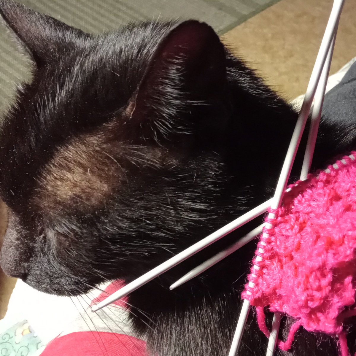 Muksunen's tweet photo. Neulo tässä nyt sitten kun #kissa istuu syliin. Lanka kulkee kissan mahan alta ja puikkoja pitää varoa. #Nallelanka @neulomo #neuloosi #kissatwiitti #CatsOfTwitter #valepalmikko https://t.co/tNIvjzNCua