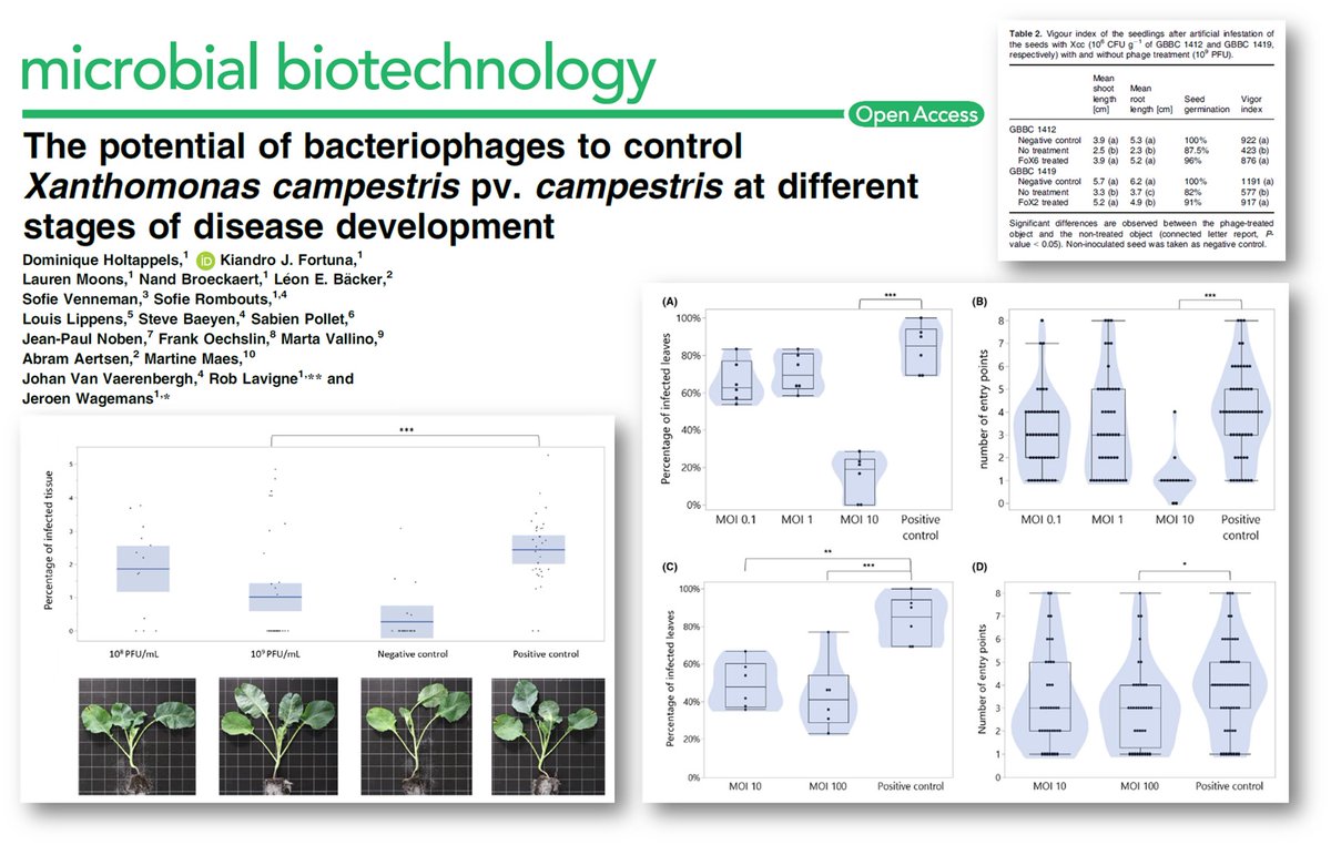 comprehensive #phage #biocontrol #study of #xanthomonas in #brassica #crops using #bioassay #seed #decontamination, #irrigation #spray #application & #field #trial. #publication in @sfamtweets @microbialBiote1: bit.ly/3u6rTME #genome #Microbiology #LandmanBio #BioPhorce