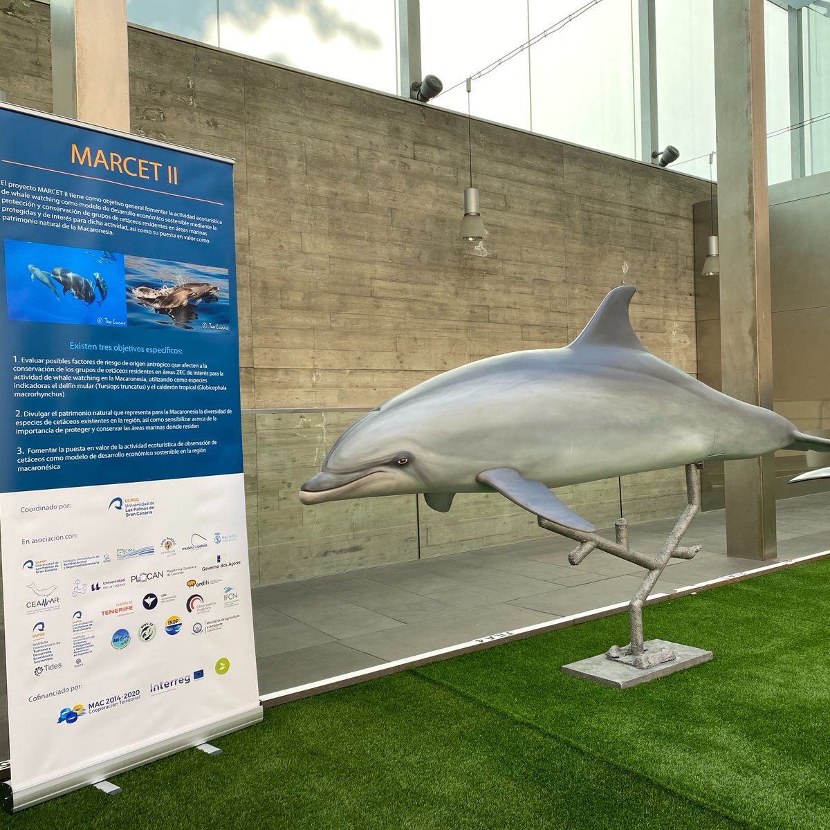 MARCET II tweet media