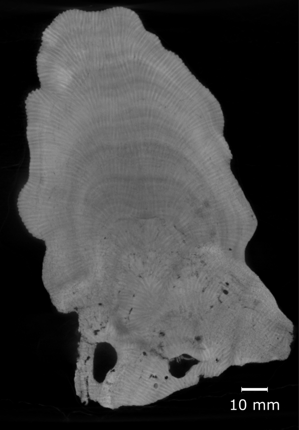 leo__bertini's tweet photo. Excited to announce the first part of our research on the prospects of detecting coral density banding using AI is out. A huge thanks to all collaborators at @NHM_Corals and @BristolUni and to @4D_REEF for the support.

https://t.co/qud3tEaYnI https://t.co/RRbzWUQSlx