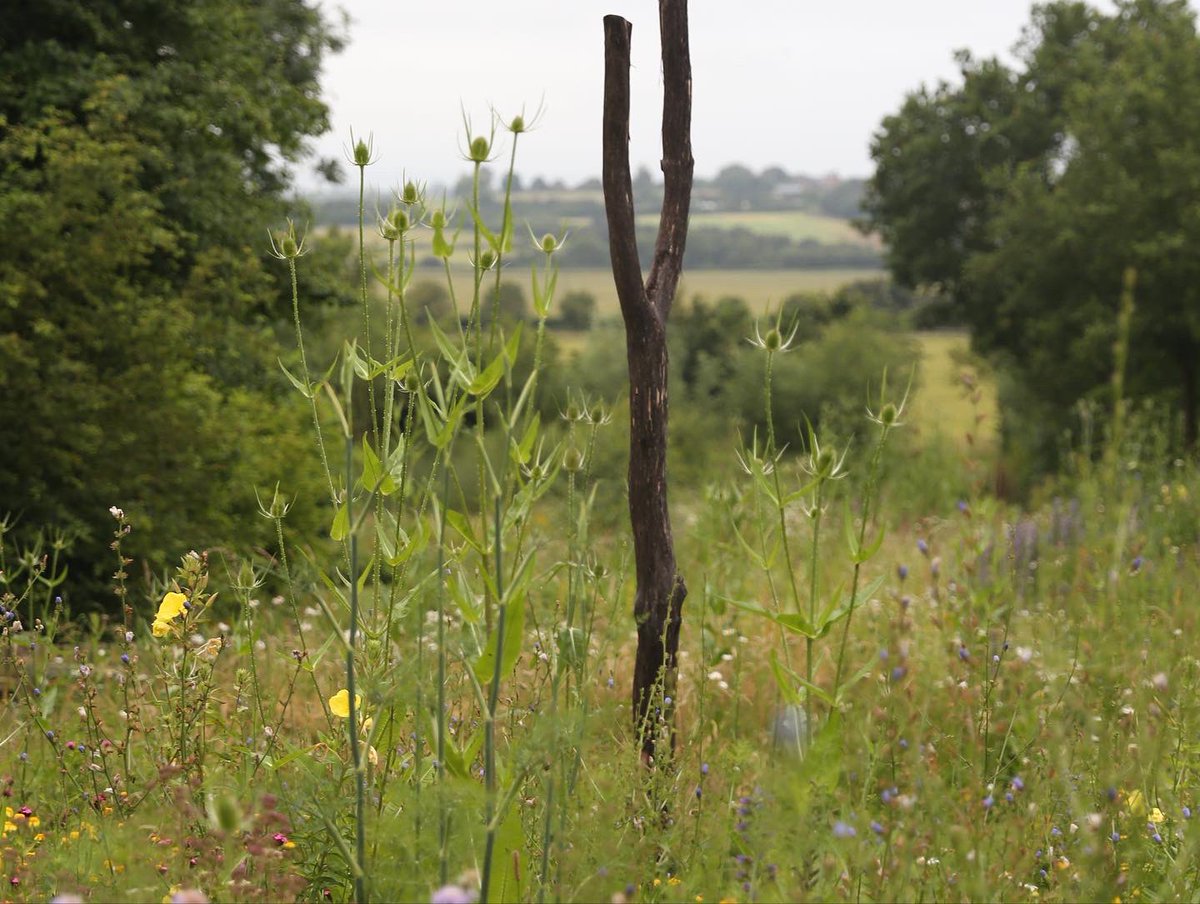 grassroofco's tweet photo. Birch coppice for #standingdead and sweet chestnut coppice to be drilled for #solitarybees on their way to a bike shelter and brownfield garden near you:) https://t.co/3hyUISU1gv