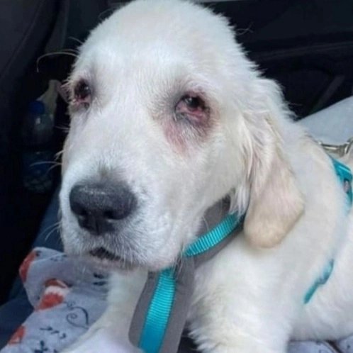 JessicaGraham44's tweet photo. ❗❗Trigger warning - distressing images ❗❗
Swipe for then and now photos
For updates please check gofundme link in bio

Just to give you an idea of what the money raised is for, the vet report has been returned: check comments https://t.co/b6tEXY0iK0