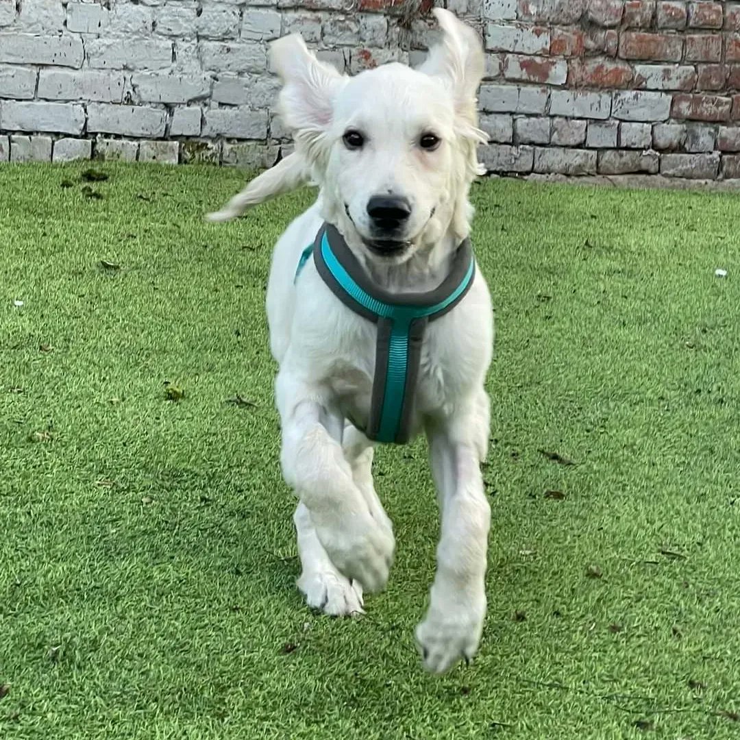 JessicaGraham44's tweet photo. ❗❗Trigger warning - distressing images ❗❗
Swipe for then and now photos
For updates please check gofundme link in bio

Just to give you an idea of what the money raised is for, the vet report has been returned: check comments https://t.co/b6tEXY0iK0