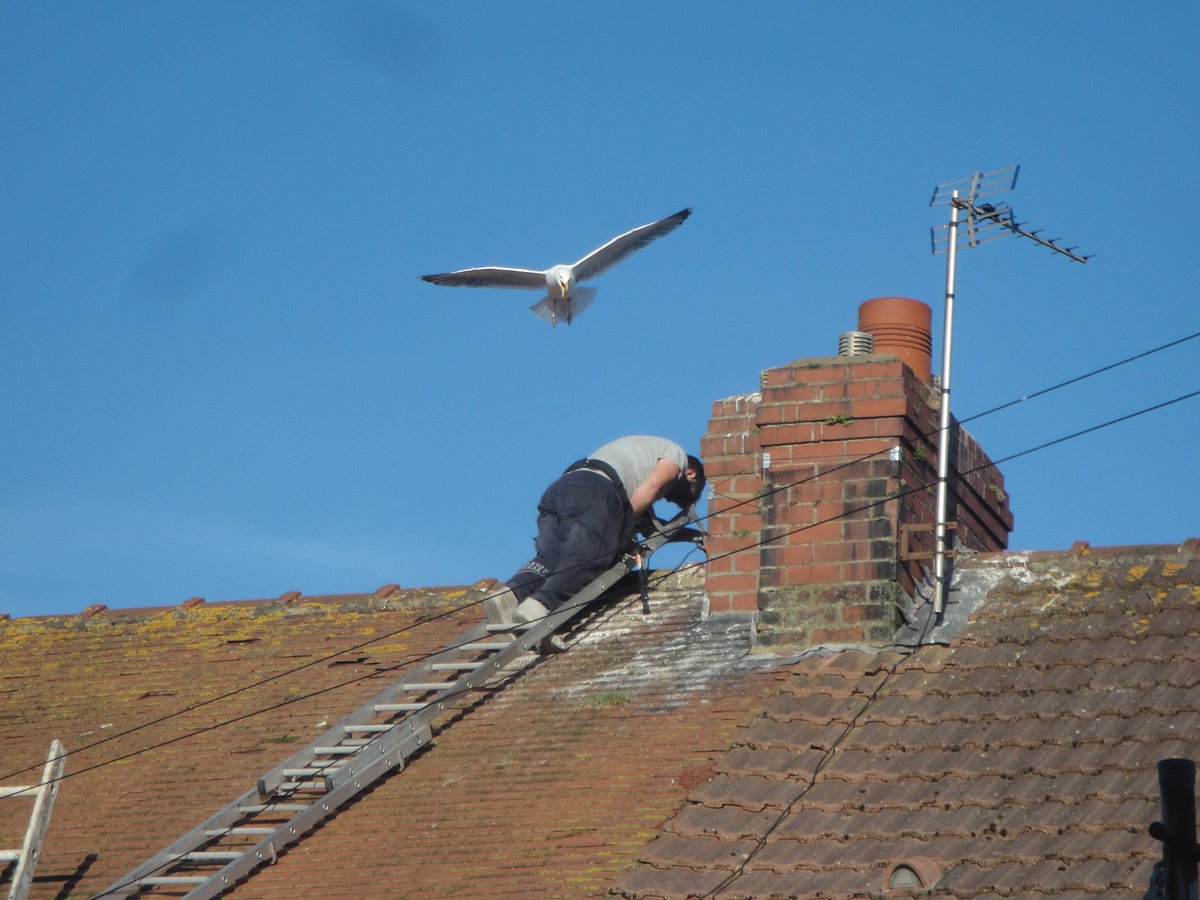 parkerjanet637's tweet photo. @DailyPicTheme2 #DailyPictureTheme2 #drama #seagullattack https://t.co/ztiVtYWyc4
