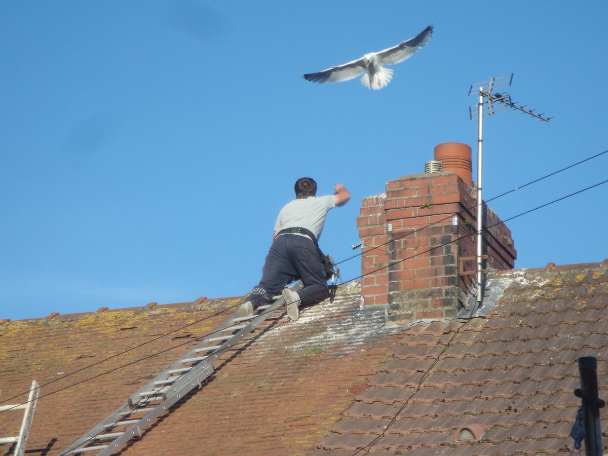 parkerjanet637's tweet photo. @DailyPicTheme2 #DailyPictureTheme2 #drama #seagullattack https://t.co/ztiVtYWyc4
