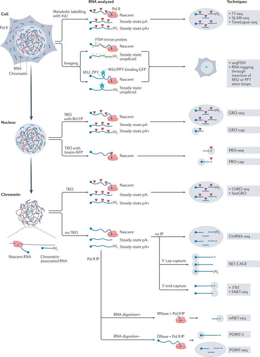 NatRevMCB's tweet image. New #Review now live

Insights into the regulation of #lncRNA transcription and processing 

Proudly delivered by Takayuki Nojima &amp;amp; Nick J. Proudfoot

@Dunn_School @UniofOxford @KyushuUniv_EN

#noncodingRNA

go.nature.com/34gd3bh