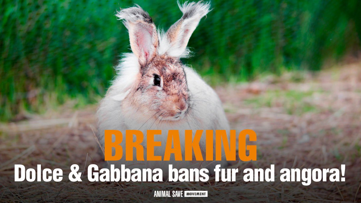 Animal Save Movement tweet media