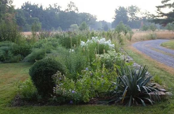 Does your backyard borders on a road? You may want to plant some tall flowering perennials to create a border between your yard and the road.