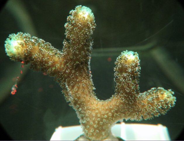 Sonia Bejarano tweet media