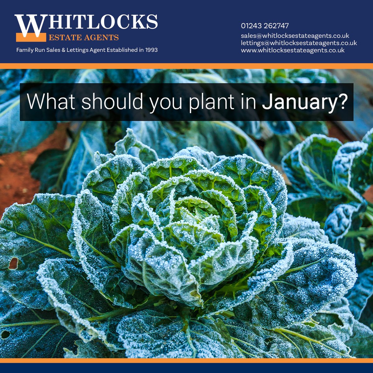 For those interested in gardening, January can sometimes be a tough month.

However, there is plenty that you can plant this month to make your garden look its best, no matter what!

Click here to discover more: ow.ly/F6vL50Hunpf