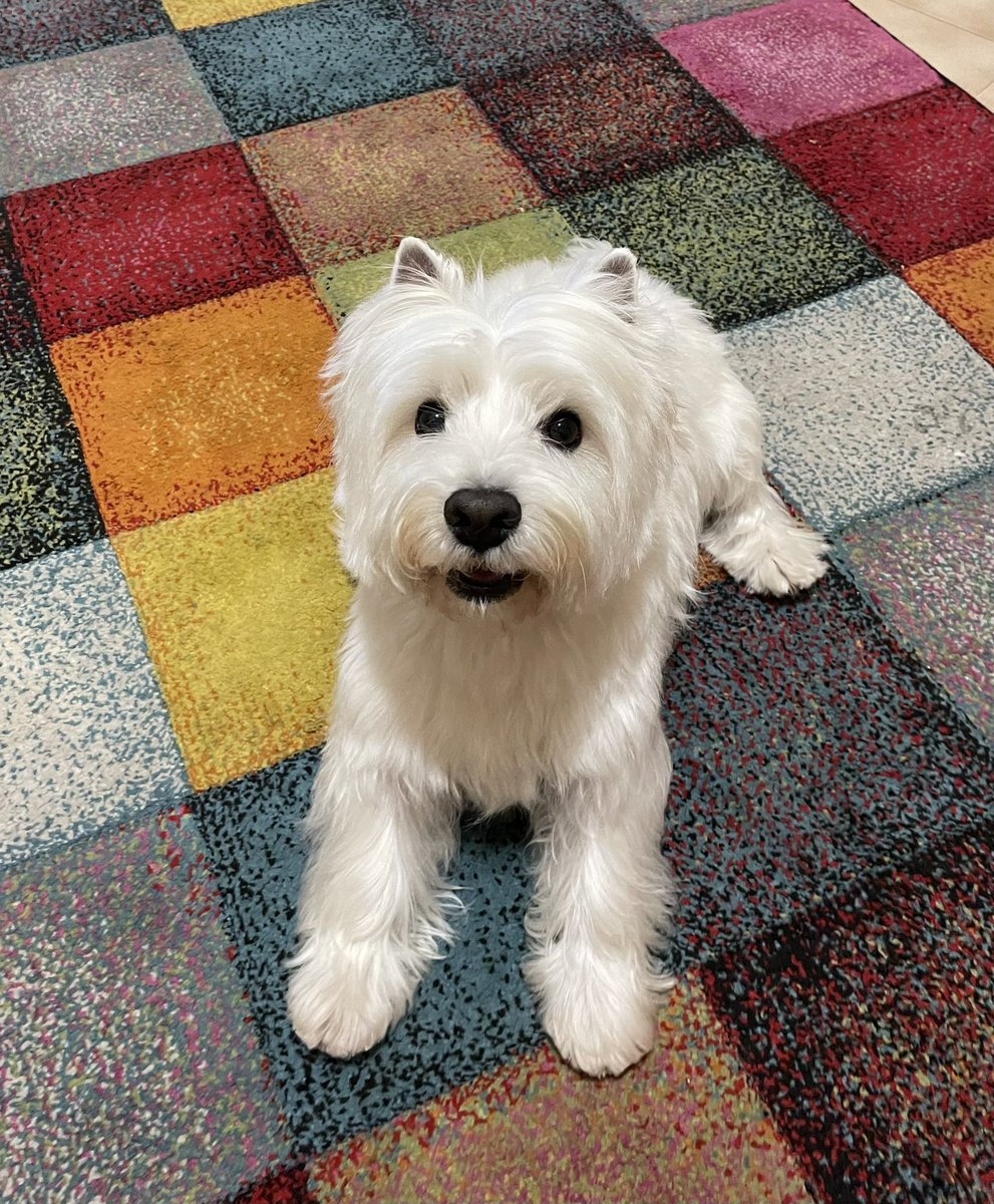 Fresh and clean #dog #westy https://t.co/i2cneEJIKA