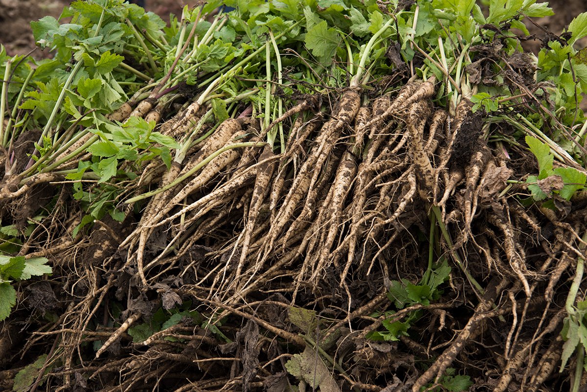 Parsnip this long, slender, tube-shaped, cream-colored root vegetable doesn’t get the attention it deserves. Who agrees?