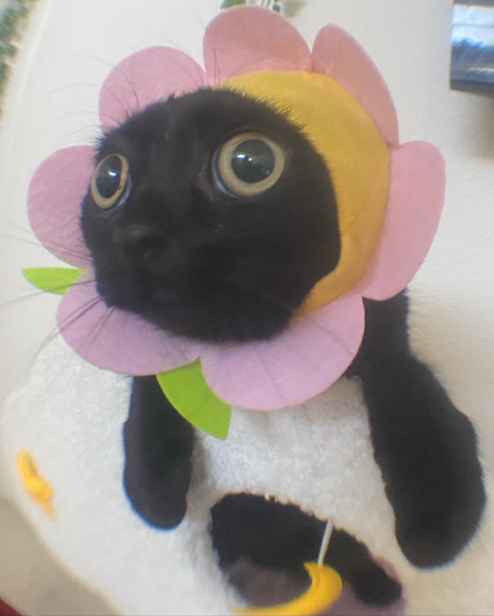 bigfootjinx's tweet photo. FLOWER HAT https://t.co/sSTZZfwUL0