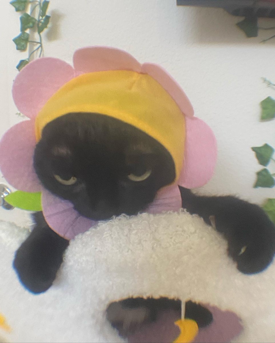 bigfootjinx's tweet photo. FLOWER HAT https://t.co/sSTZZfwUL0