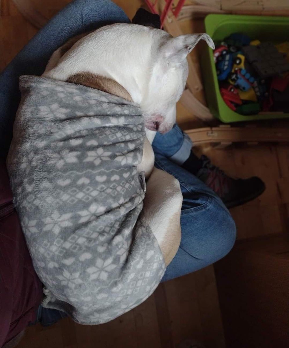 MADRADogRescue's tweet photo. Does anyone else have a 20kg lapdog? It's an evening for a snooze in any cosy spot available π€£π€πΎ
#MADRA #rescuedogs #comfydogs https://t.co/YXSWzmQjSp
